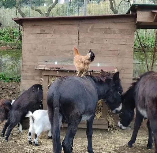 Appartamento Il Pastore Tedesco Portoferraio