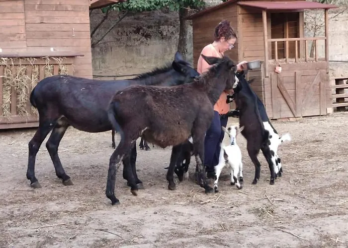 Il Pastore Tedesco *